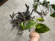 IMG_2787.jpeg