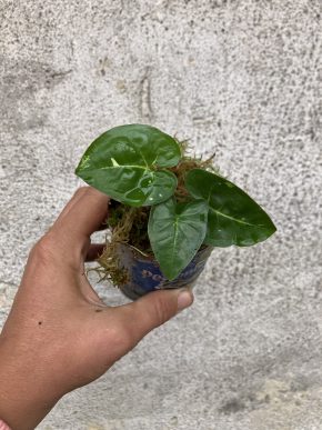 Syngonium podophyllum 'Panda'