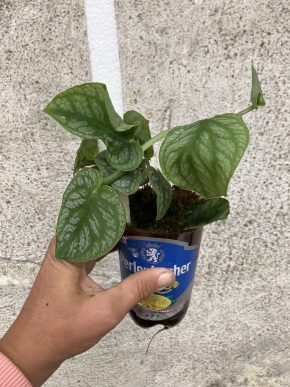 Monstera dubia