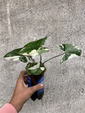 Syngonium podophyllum 'Albo Variegata'