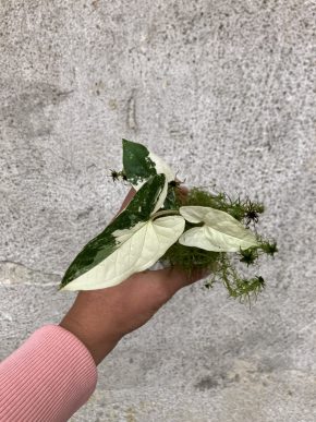 Syngonium podophyllum 'Albo Variegata'