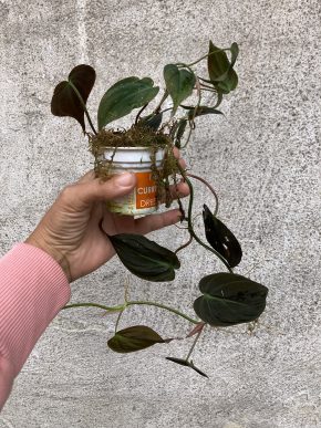 Philodendron "Micans"