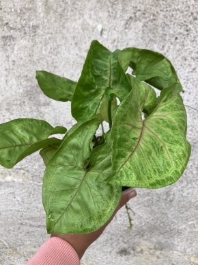 Syngonium podophyllum 'Gold Allusion'