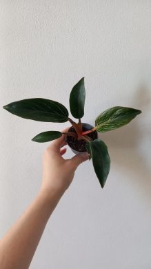 Philodendron pink bikin