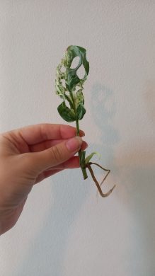 Monstera frozen freckles