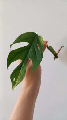 Epipremnum pinnatum marble