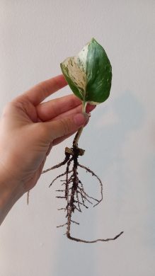 Epipremnum manjula (happy leaf)