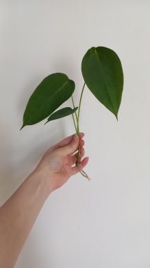 Anthurium peltigrerum