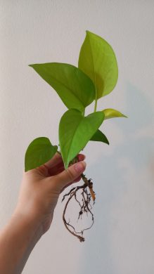 Epipremnum neon