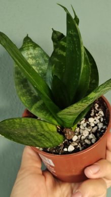 Tchýnin jazyk / Sansevieria