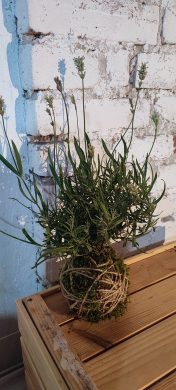 KOKEDAMA - Levandule bílá