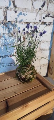 KOKEDAMA - Levandule fialová