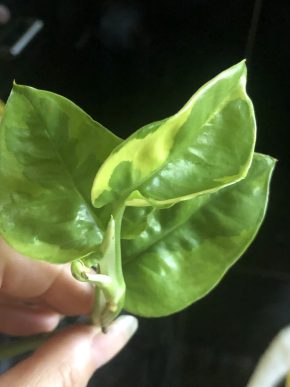 Scindapsus Lemon Joy - vrcholový řizek