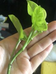 IMG_4118.jpeg