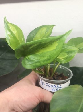 Epipremnum Global Green - rostlina.
