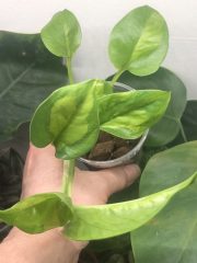 IMG_4091.jpeg