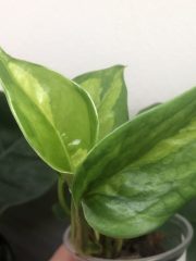 IMG_4090.jpeg