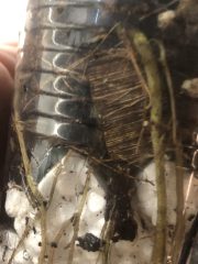 IMG_4092.jpeg