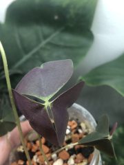 IMG_4087.jpeg