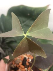 IMG_4086.jpeg