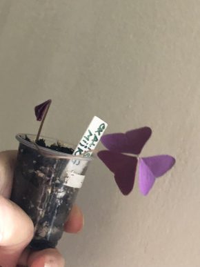 Oxalis Mijke - baby rostlina .