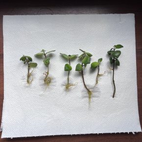 Dischidia imbricata - zakořeněný řízek