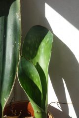 hyacinthoides 1.JPG
