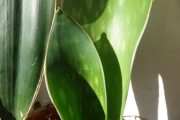 hyacinthoides 2.JPG