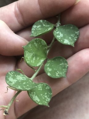 Hoya Curtisii - čerstvý řizek .