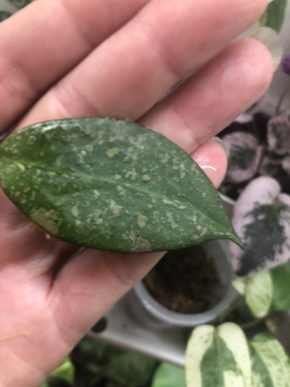 Hoya Parasitica Black Margin Splash - řizek z kořeni
