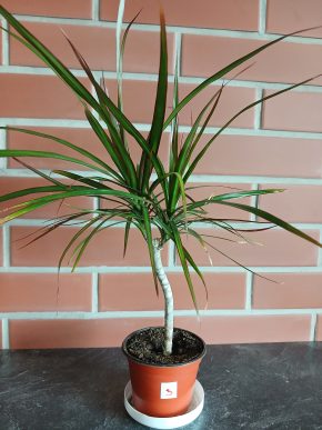 Dracena  mini  + E-BOOK ZDARMA