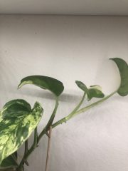 IMG_4213.jpeg