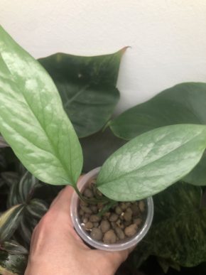 Epipremnum Cebu Blue - rostlina