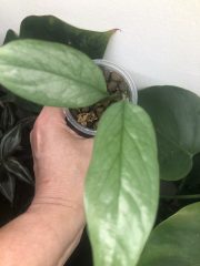 IMG_4208.jpeg