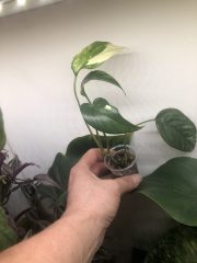 IMG_4191.jpeg