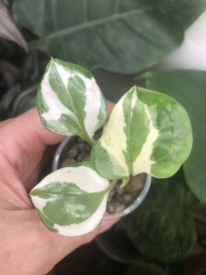 Epipremnum N’jon - baby rostlina