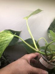 IMG_4219.jpeg
