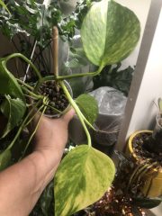 IMG_4221.jpeg