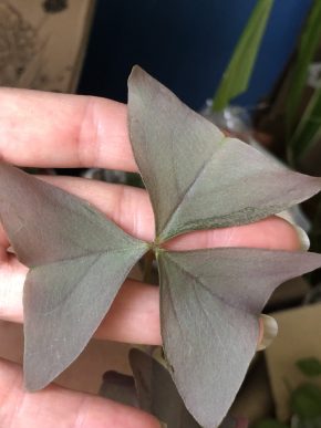 Oxalis Sanne