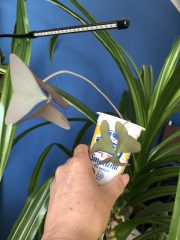 IMG_4178.jpeg
