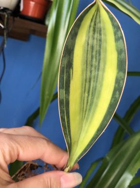 Sansevieria variegata