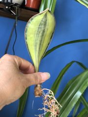 IMG_4174.jpeg