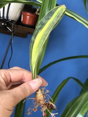 IMG_4173.jpeg