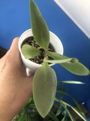 Trafescantia Pallida Chadov Hill - rostlina