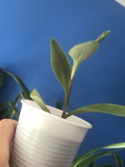 IMG_4151.jpeg