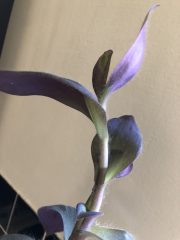 IMG_4145.jpeg