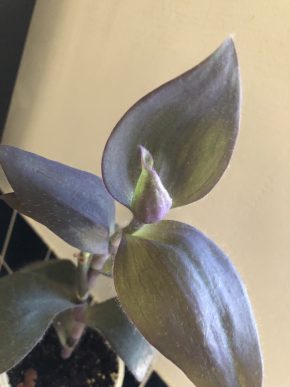 Tradescantia Bilmore Bimbo - čerstvý řizek