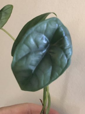 Alocasia Sinuata