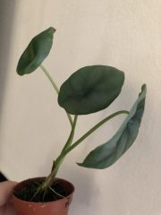 IMG_4139.jpeg