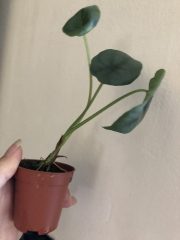 IMG_4140.jpeg